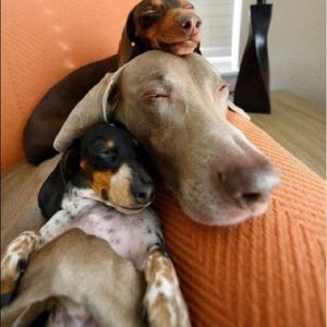 Meet your Posher, Jen